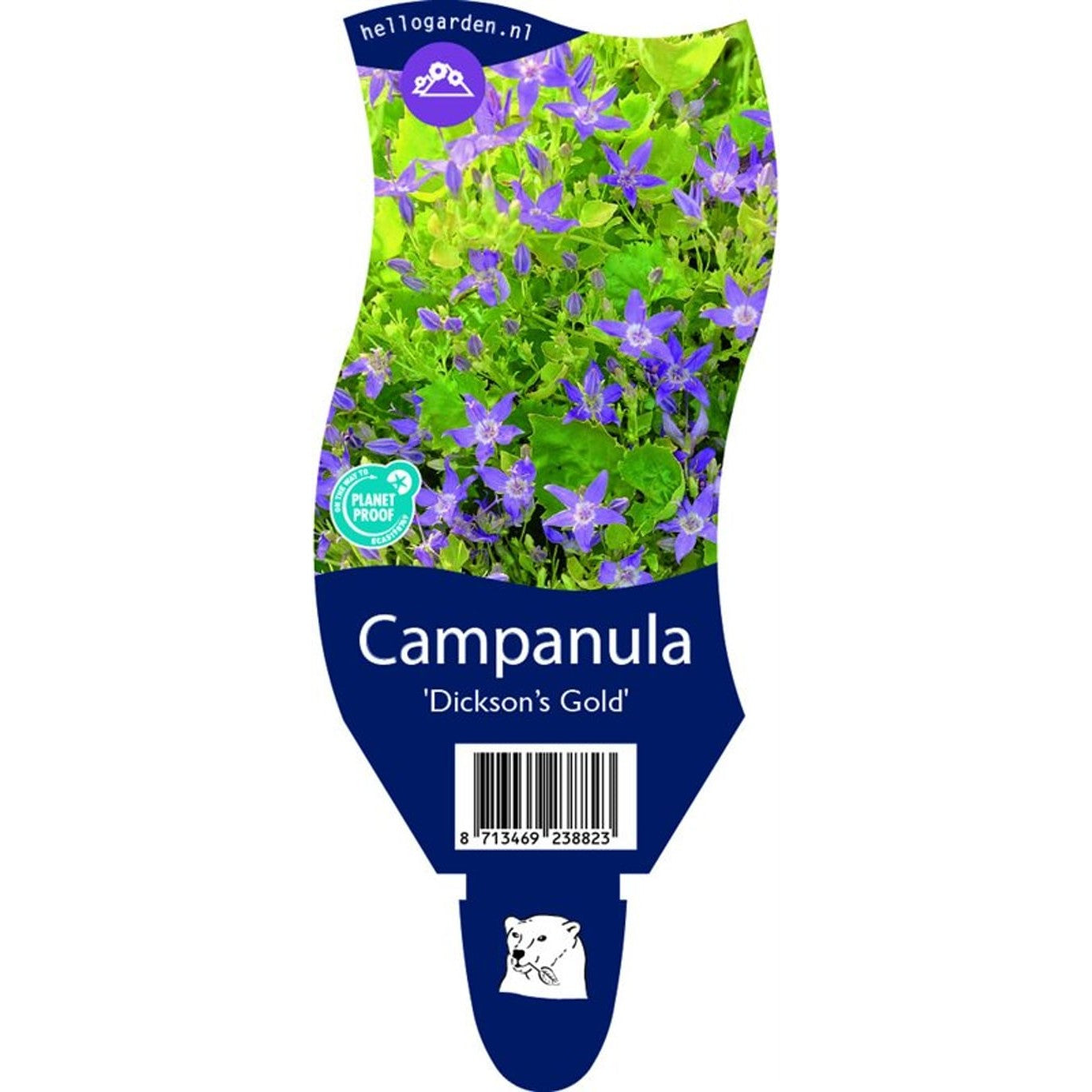Klintklocka – Campanula 'Dickson's Gold' - P11